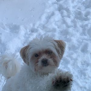 Meet your Posher, Savaria